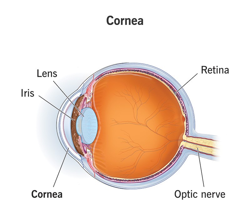 Understanding the Cornea