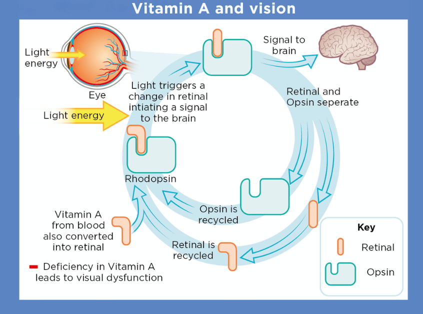 How Vitamin A helps in vision