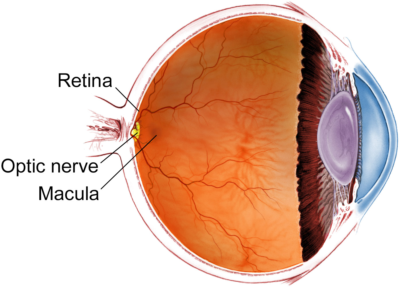 Why Choose Laxmi Eye Institute for Retina Treatment?